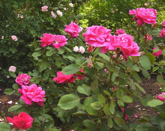 Photo Sharing and Video Hosting at Photobucket